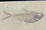 Pair Of Fossil Fish Including Rare Amphiplaga - Wyoming #79819-1